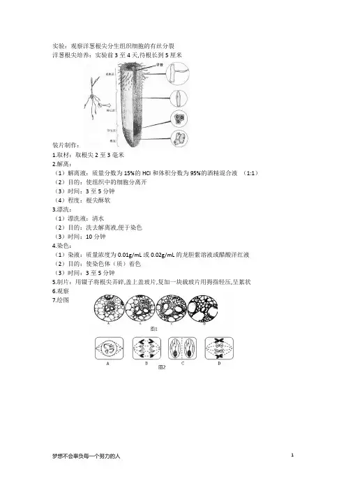 实验：观察洋葱根尖分生组织细胞的有丝分裂
