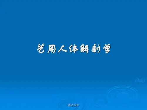 艺术人体解剖学