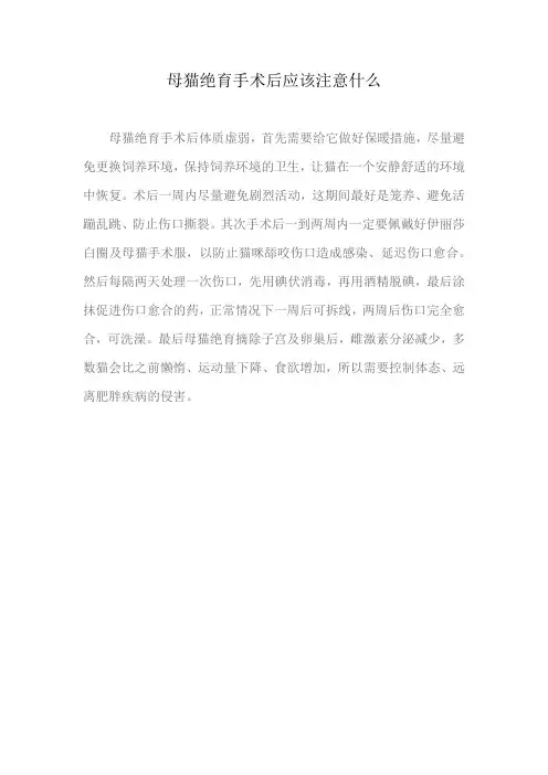 母猫绝育手术后应该注意什么