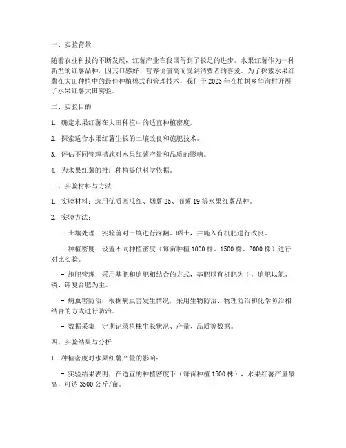 水果红薯大田实验报告