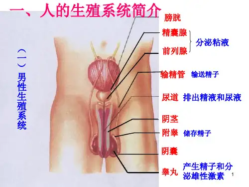 初中生物总复习 人体ppt课件