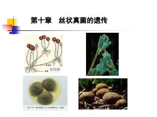 丝状真菌的遗传分析.