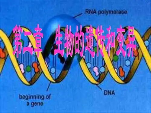 人教版-生物-八年级下册-第七单元第二章第一节基因控制生物的性状课件