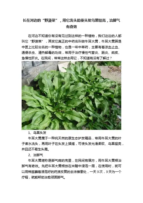 长在河边的“野菠菜”，用它洗头能使头发乌黑锃亮，治脚气有奇效
