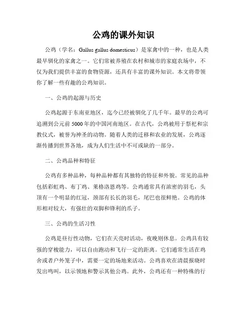 公鸡的课外知识