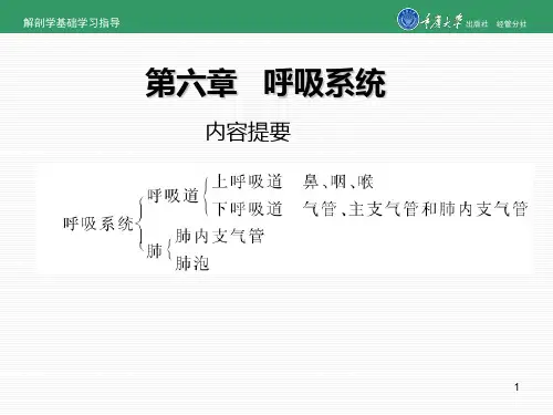 解剖学课件：呼吸系统
