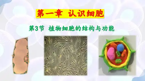 1.3 植物细胞的结构与功能-七年级生物上册课件(苏教版2024)