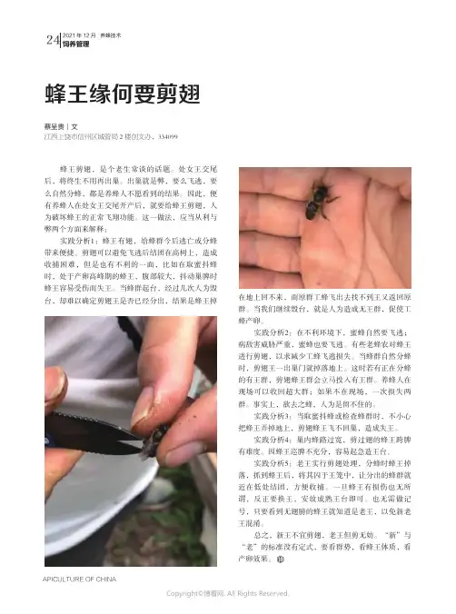 蜂王缘何要剪翅