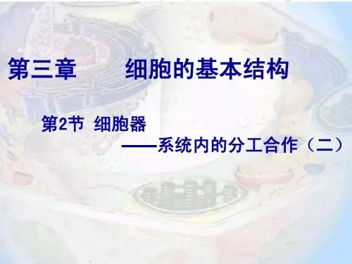 细胞器第二课时