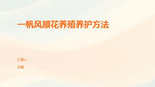 一帆风顺花养殖养护方法