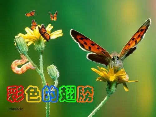 人教版六年级语文上册ppt课件7彩色的翅膀(42p)