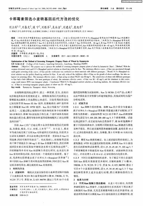 卡那霉素筛选小麦转基因后代方法的优化