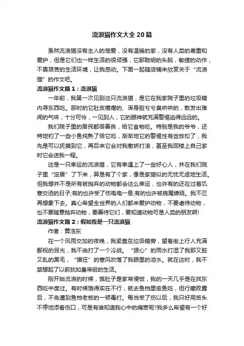 流浪猫作文大全20篇