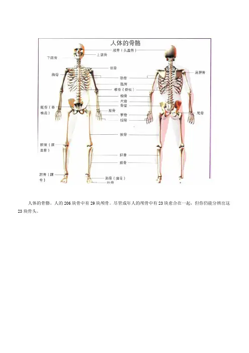 人体骨骼结构图