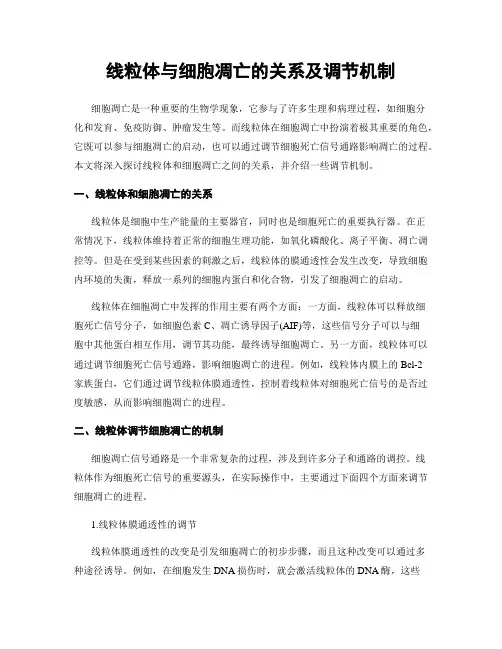 线粒体与细胞凋亡的关系及调节机制