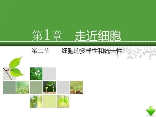 人教版教学课件高中生物必修1：1.2细胞的多样性和统一性(精品课件)