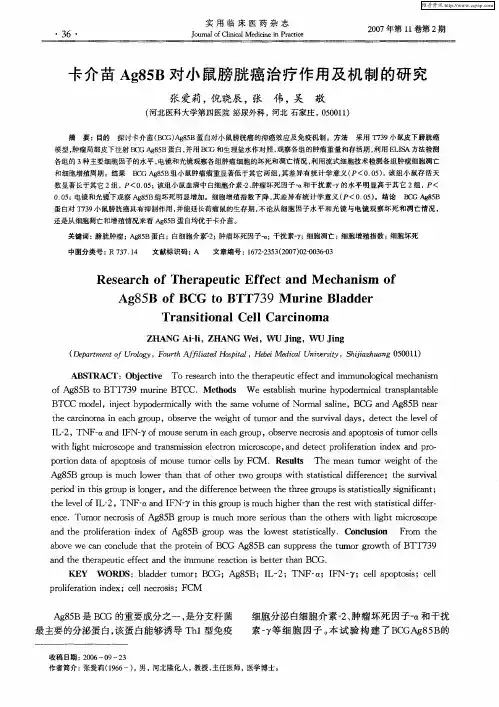 卡介苗Ag85B对小鼠膀胱癌治疗作用及机制的研究