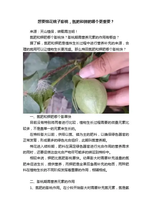 想要棉花桃子膨桃，氮肥和钾肥哪个更重要？