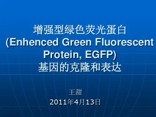 四、绿色荧光蛋白的克隆与表达