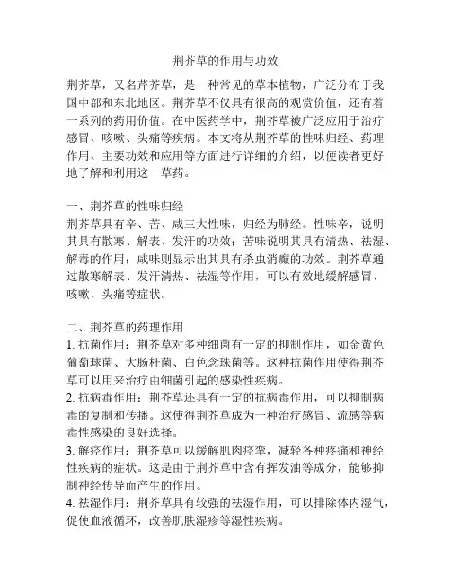 荆芥草的作用与功效