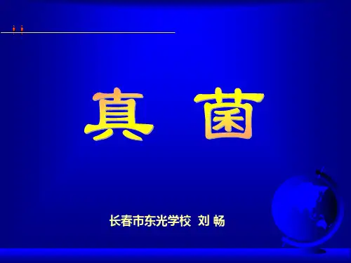 初中生物人教版八年级上册第三节 真菌