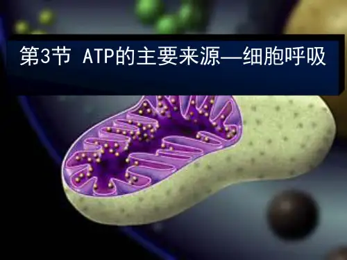 人教生物必修1第五章第3节 ATP的主要来源——细胞呼吸