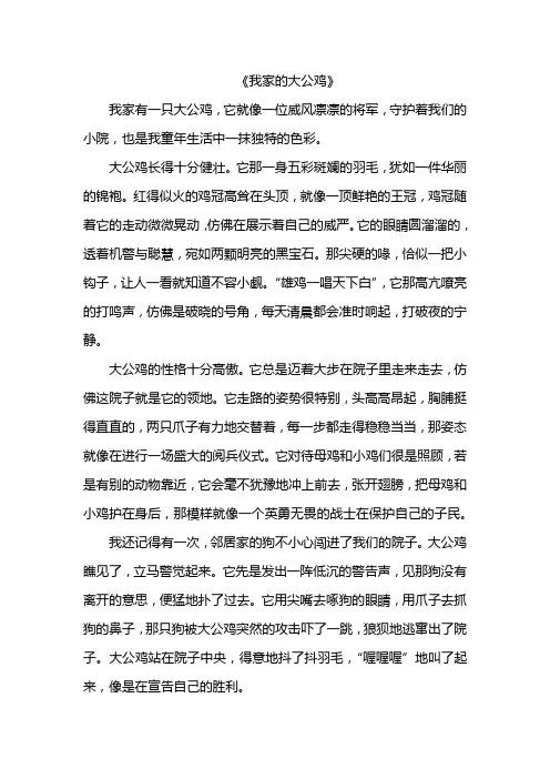 我家的大公鸡