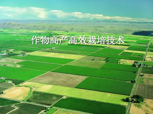 作物高产高效栽培技术