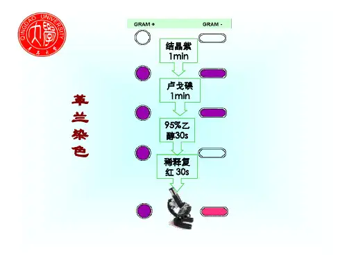 细菌的人工培养