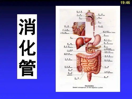 解剖组胚学-消化管