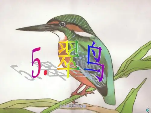 翠鸟课文