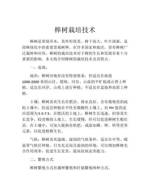 榉树栽培技术