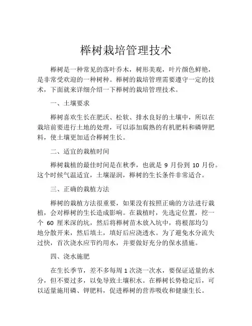 榉树栽培管理技术