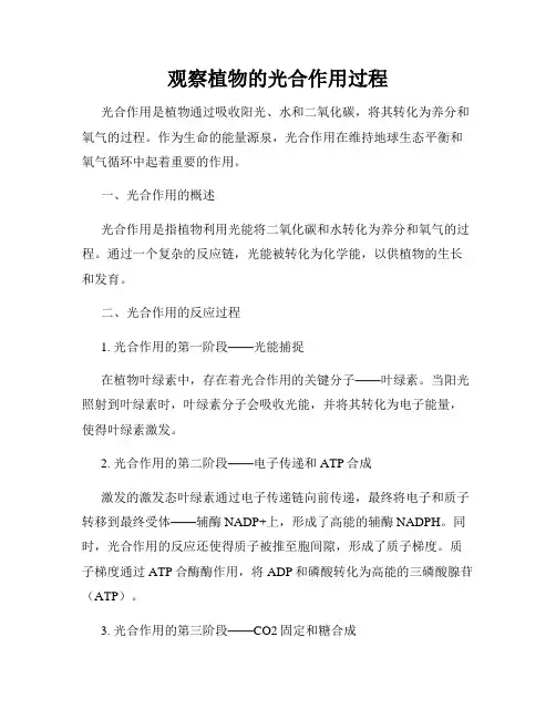 观察植物的光合作用过程