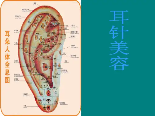 中医耳穴-ppt课件