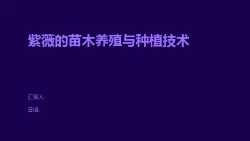 紫薇的苗木养殖与种植技术