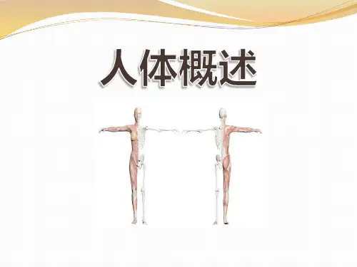《人体概述》ppt课件