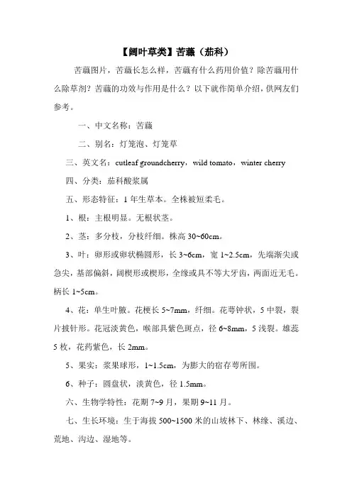 【阔叶草类】苦蘵(茄科)