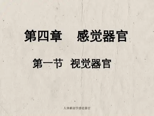 人体解剖学感觉器官