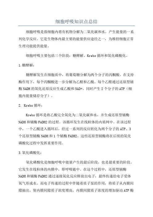细胞呼吸知识点总结