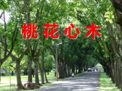 小学六年级下学期语文第3课桃花心木PPT教学课件