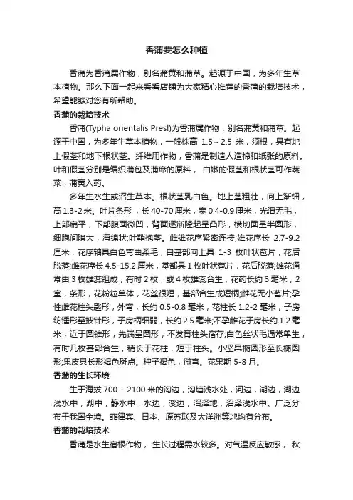 香蒲要怎么种植