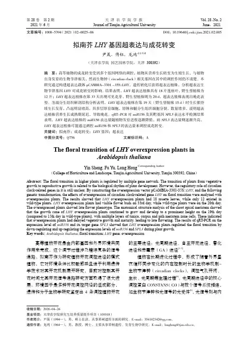 拟南芥LHY基因超表达与成花转变