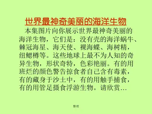 方案最美丽的海洋生物通用.ppt