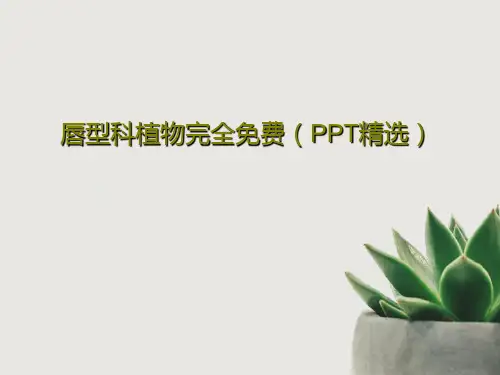 唇型科植物完全免费(PPT精选)共51页