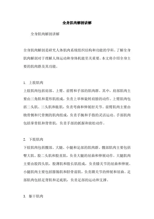 全身肌肉解剖讲解