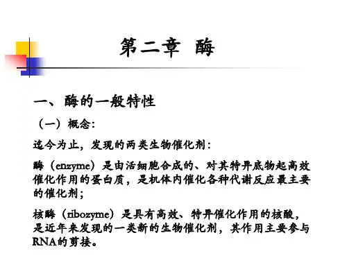 第二章 酶1分解