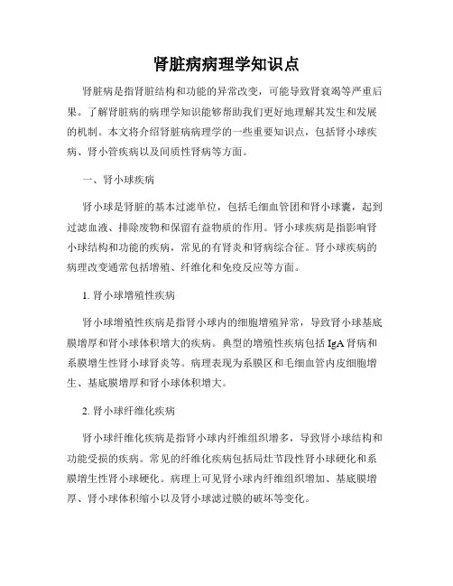 肾脏病病理学知识点