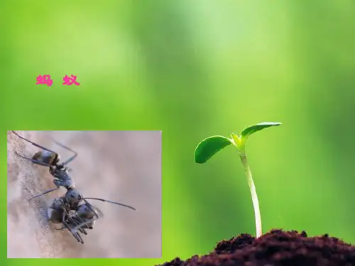 (语文S版)三年级语文下册 蚂蚁的救助精品PPT教学课件