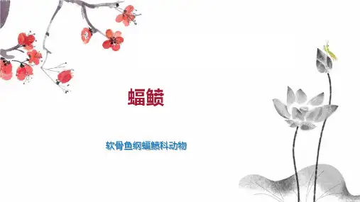 蝠鲼    